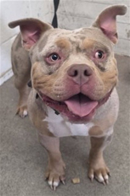 FINN - American Pit Bull Terrier available for adoption