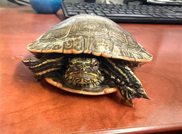 CHUEY - Turtle available for adoption