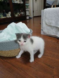 ANGEL - Photo 1