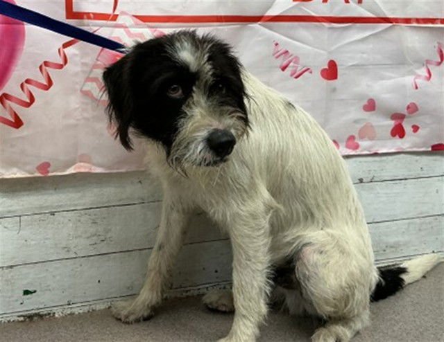 BUSTER - Terrier available for adoption