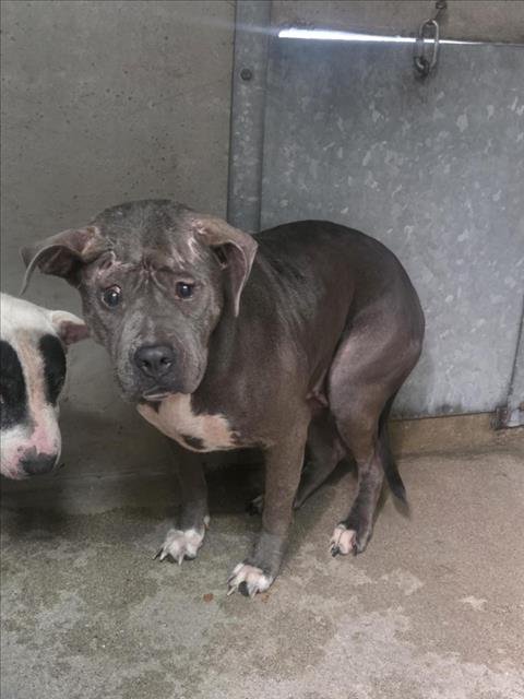 CELESTE - Pit Bull Terrier available for adoption