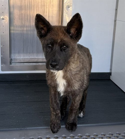 SAMIE - Akita available for adoption
