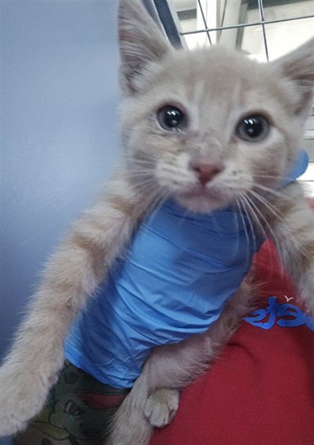 MOCHI - Domestic Medium Hair available for adoption
