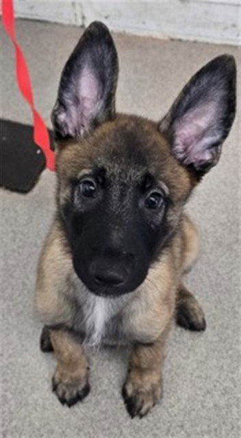 APOLLO - German Shepherd Dog available for adoption
