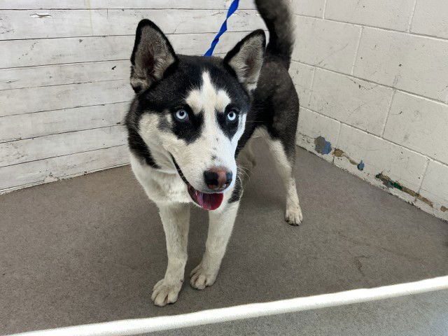 COOPER - Siberian Husky available for adoption