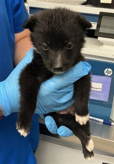 BISCOTTI - Border Collie available for adoption