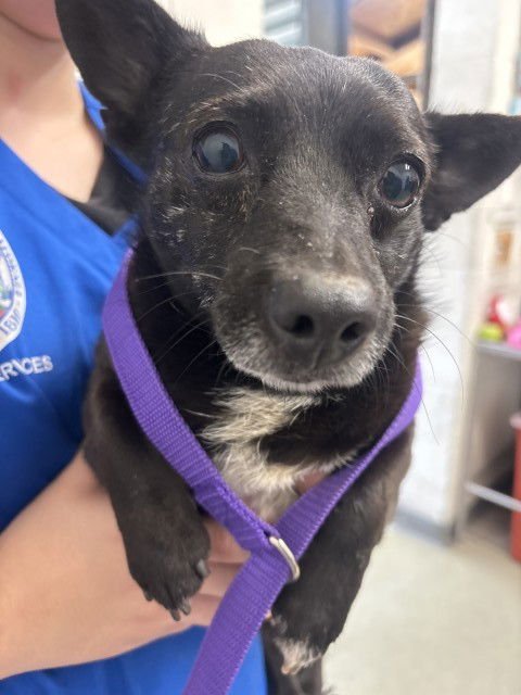 OMARI - Chihuahua available for adoption