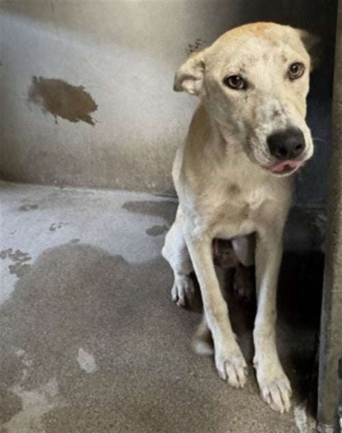 ALI - German Shepherd Dog available for adoption