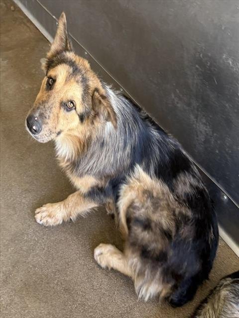 CHEESE - Australian Cattle Dog/Blue Heeler / Australian Shepherd available for adoption
