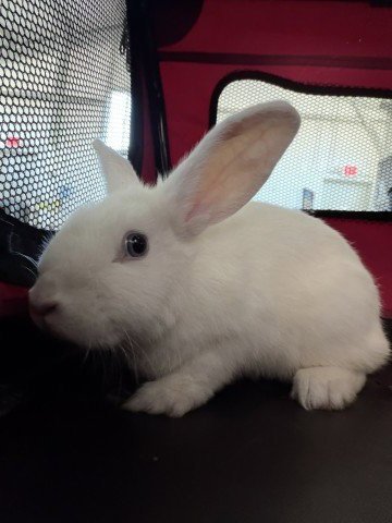 ROGER - Shorthaired Rabbit available for adoption