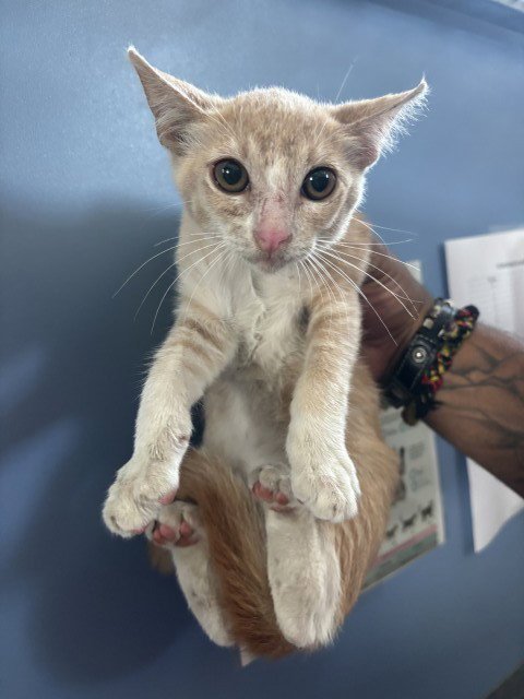 ROSE - Domestic Short Hair available for adoption