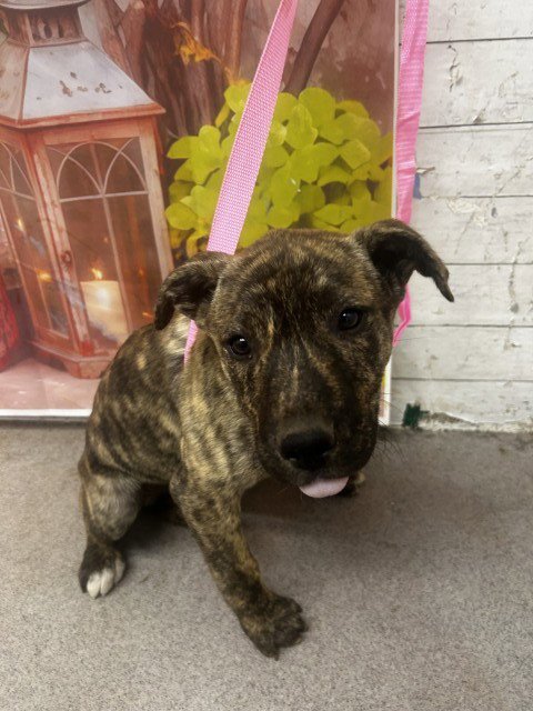 VICKIE - Pit Bull Terrier available for adoption