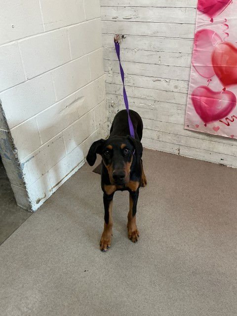GREGORY - Doberman Pinscher available for adoption