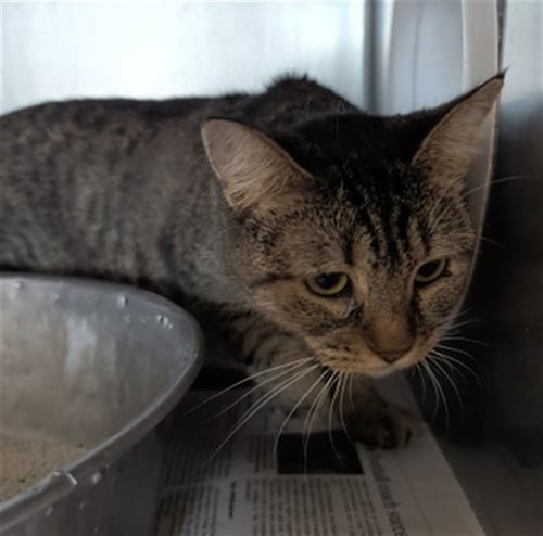 A599277 - Domestic Short Hair available for adoption