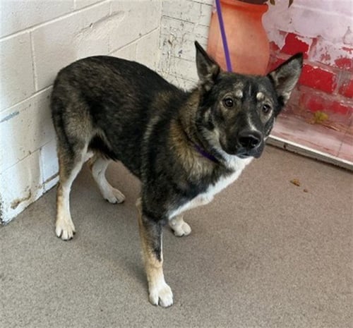 JOYCE - German Shepherd Dog available for adoption