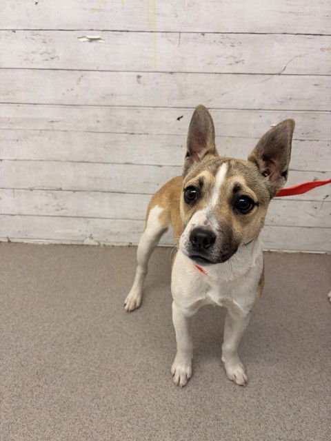 DODGE - Rat Terrier available for adoption