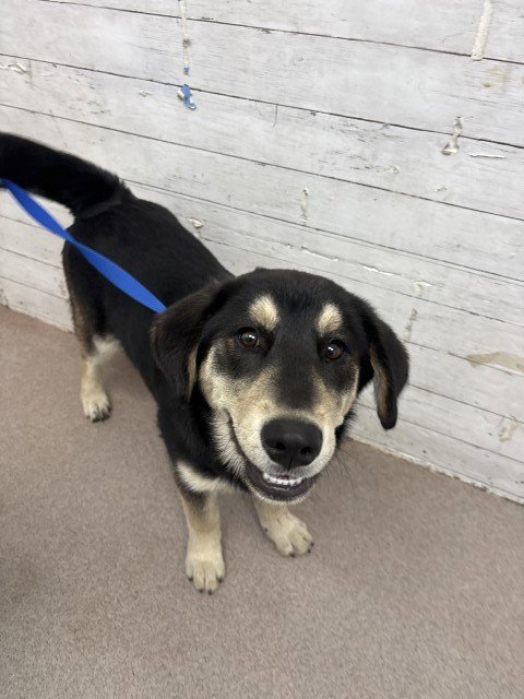 MILO - German Shepherd Dog available for adoption