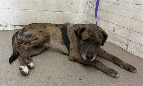 NOAH - Pit Bull Terrier / Catahoula Leopard Dog available for adoption
