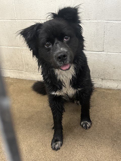 FLYNN RIDER - Border Collie available for adoption