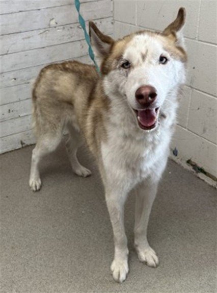 BRANDY - Siberian Husky available for adoption