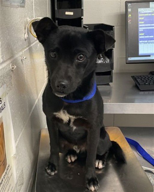 ODIE - Chihuahua available for adoption