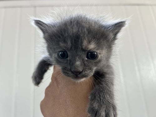 MILKY WAY - Domestic Medium Hair for adoption in San Bernardino
