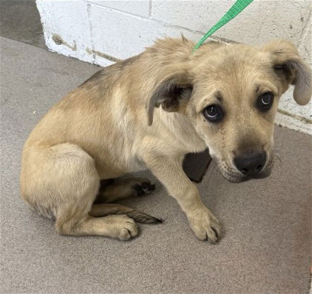 WRIGLEY - German Shepherd Dog available for adoption