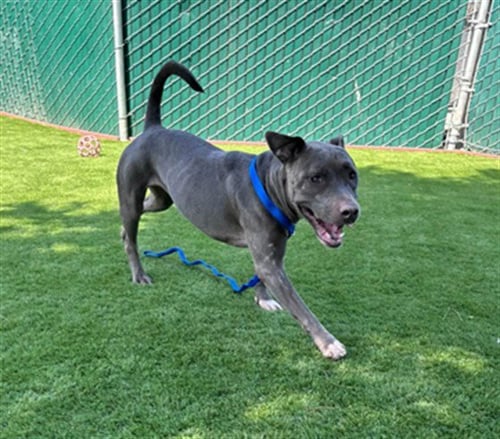 TUNA - Pit Bull Terrier available for adoption