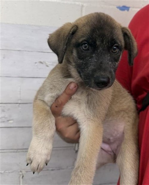 COCONUT - German Shepherd Dog available for adoption