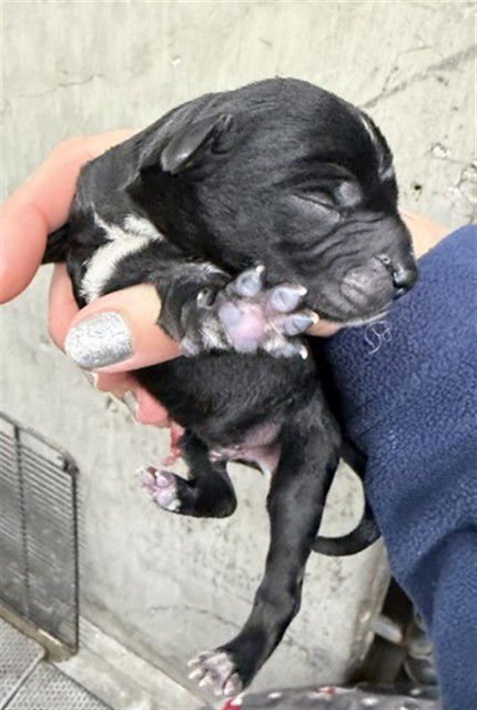 A588737 - Patterdale Terrier (Fell Terrier) available for adoption