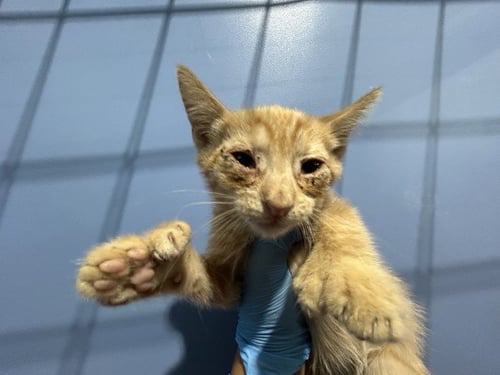 MOE - Domestic Medium Hair available for adoption