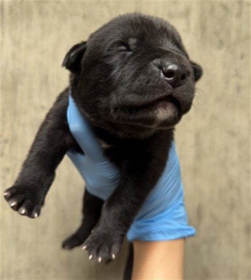 A596972 - Pit Bull Terrier available for adoption