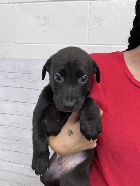 CHAPTER - Labrador Retriever available for adoption