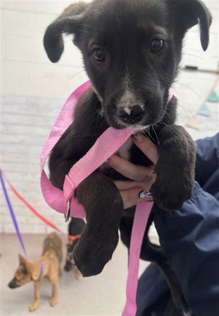 VIOLA - Pit Bull Terrier available for adoption