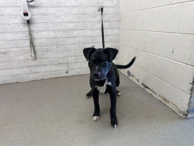 KODA - Labrador Retriever available for adoption