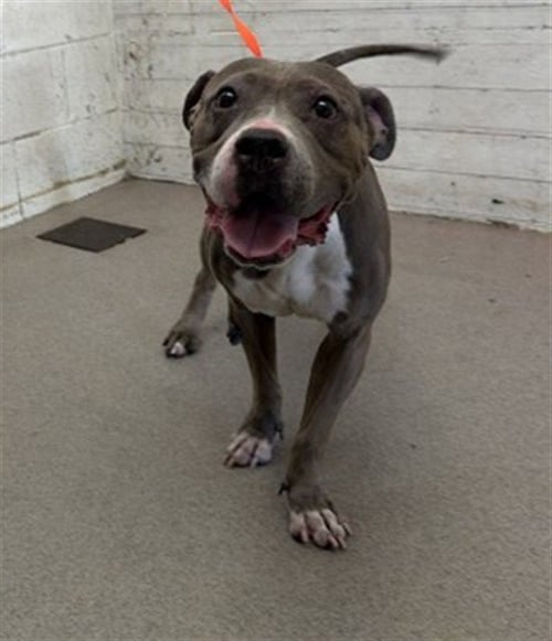 REYNA - Pit Bull Terrier available for adoption