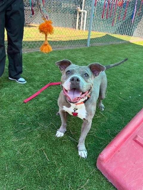 REYNA - Pit Bull Terrier available for adoption