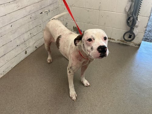 FLAN - Pit Bull Terrier available for adoption