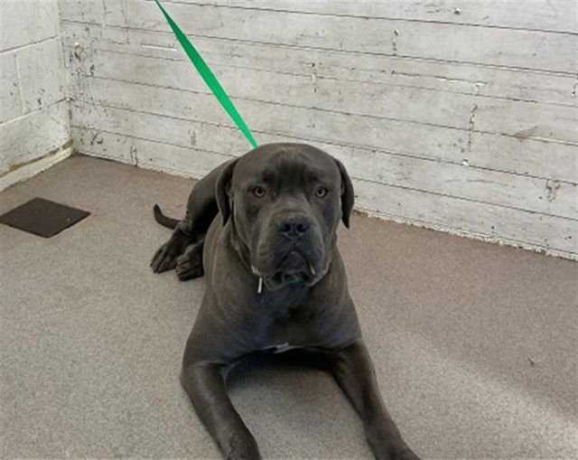 CHONCHIS - Cane Corso Mastiff available for adoption