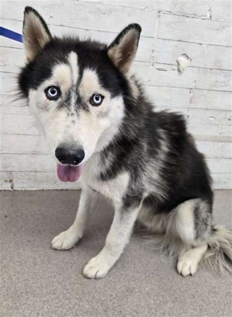 KEVIN - Siberian Husky available for adoption