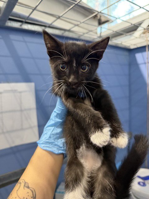 CARLY - Domestic Short Hair available for adoption
