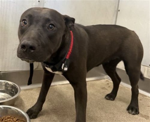 KAT - Pit Bull Terrier available for adoption