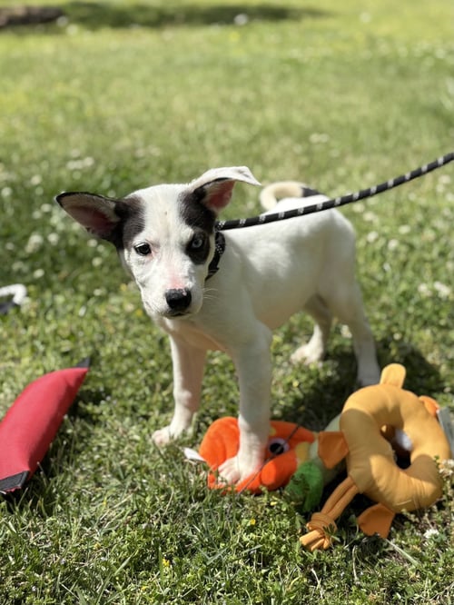 CANNOLI - Terrier / Labrador Retriever available for adoption