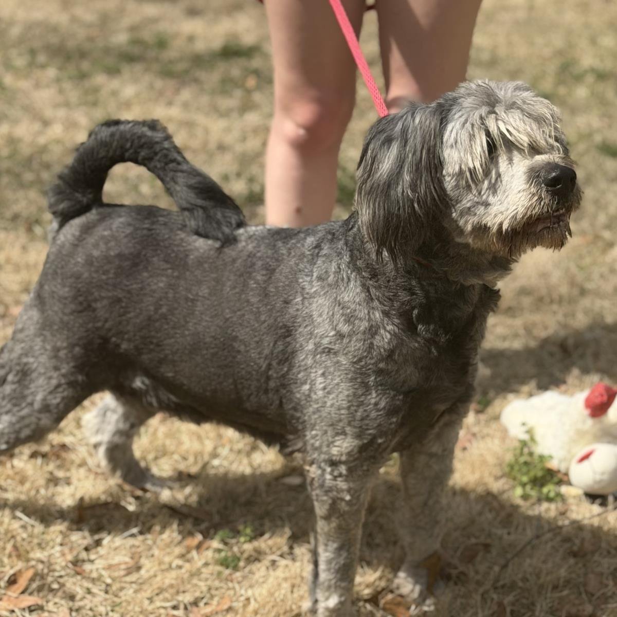 STELLA - Poodle (unknown type) / Sheep Dog available for adoption