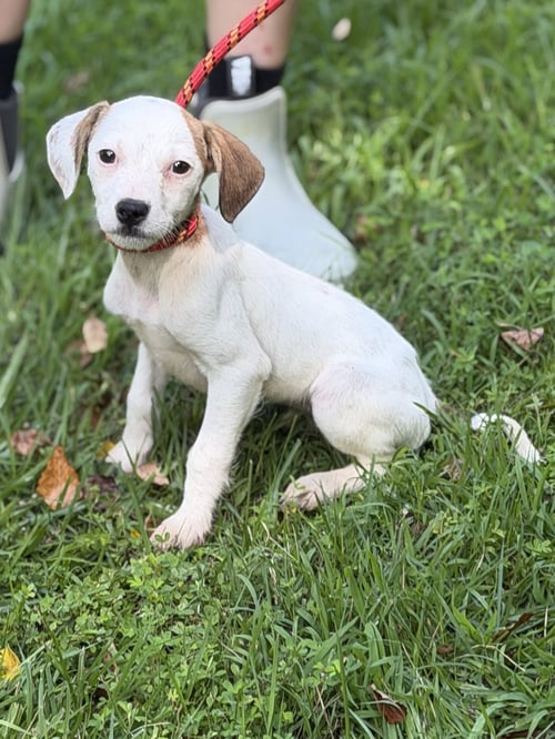 IVORY - Wirehaired Fox Terrier available for adoption