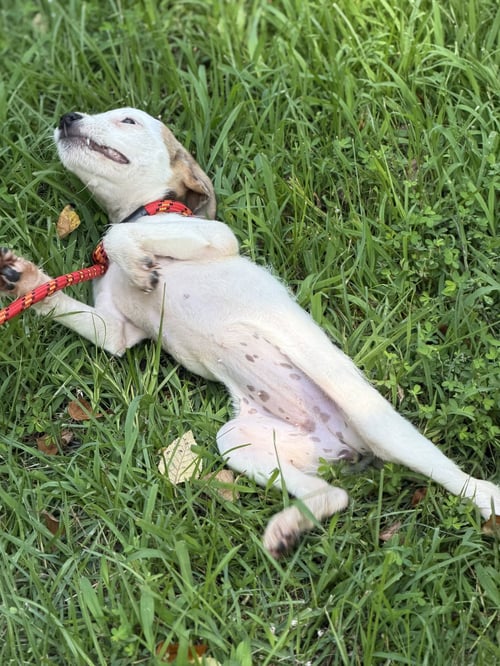 IVORY - Wirehaired Fox Terrier available for adoption