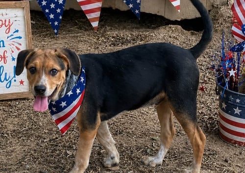 WATKINS - Australian Shepherd available for adoption