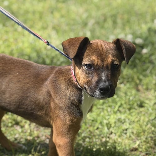 SNICKERS - Labrador Retriever available for adoption