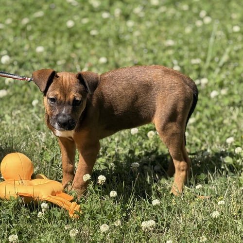 SNICKERS - Labrador Retriever available for adoption