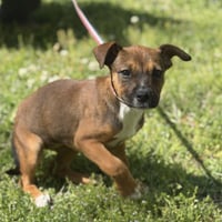 SNICKERS - Photo 3